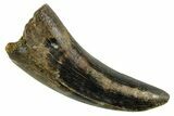 Serrated, Tyrannosaur (Nanotyrannus) Tooth - Montana #378496-1